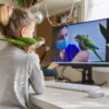 Affordable and Useful Desktop Computer
